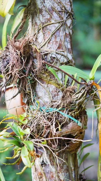 Uma Grande Árvore Banyan Que Décadas Idade Com Musgo Verde — Fotografia de Stock