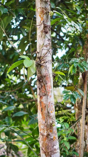 Large Banyan Tree Decades Old Green Moss Its Big Trunk — Stok fotoğraf