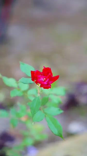 Beautiful Flower Stalks Just Bloomed Red Buds Plantation — Stock Photo, Image