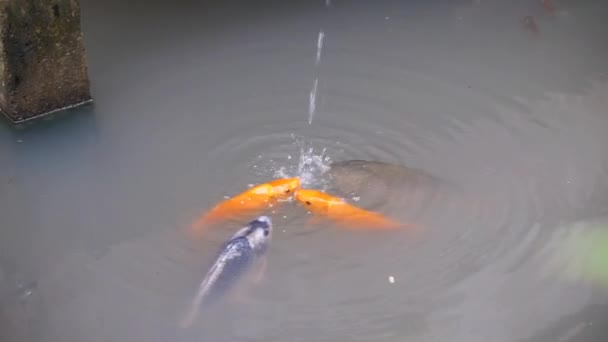 Big Goldfish Pond Different Colors Fed — Stock Video