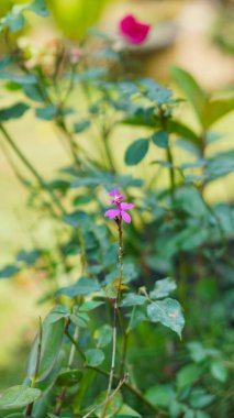 fidanlıkta açan pembe tomurcuklar.