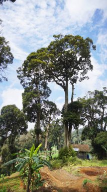  Büyük gövdesinde yeşil yosun olan onlarca yıllık büyük bir banyan ağacı.