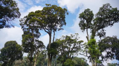  Büyük gövdesinde yeşil yosun olan onlarca yıllık büyük bir banyan ağacı.