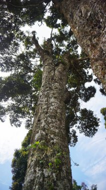 Büyük gövdesinde yeşil yosun olan onlarca yıllık büyük bir banyan ağacı.