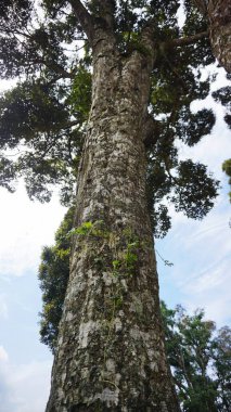 Büyük gövdesinde yeşil yosun olan onlarca yıllık büyük bir banyan ağacı.