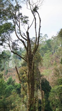 Büyük gövdesinde yeşil yosun olan onlarca yıllık büyük bir banyan ağacı.