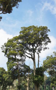  Büyük gövdesinde yeşil yosun olan onlarca yıllık büyük bir banyan ağacı.