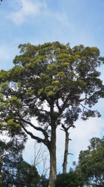  Büyük gövdesinde yeşil yosun olan onlarca yıllık büyük bir banyan ağacı.