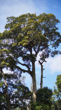  Büyük gövdesinde yeşil yosun olan onlarca yıllık büyük bir banyan ağacı.