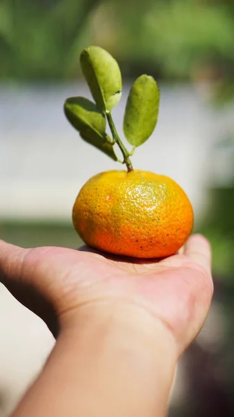 Sweet and ripe yellow orange in hand ready to be served