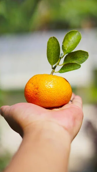 Sweet and ripe yellow orange in hand ready to be served