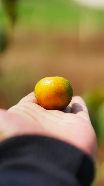 Sweet and ripe yellow orange in hand ready to be served