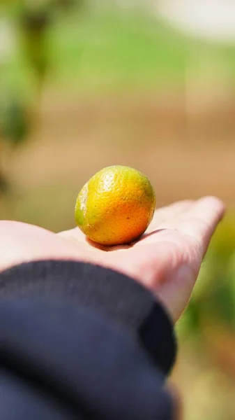 Sweet and ripe yellow orange in hand ready to be served