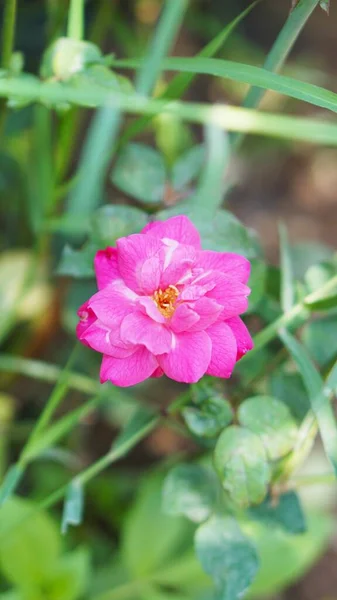 Krásné Stonky Květin Které Právě Rozkvetly Růžové Pupeny Plantáži — Stock fotografie