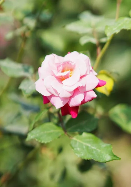 Beautiful Flower Stalks Just Bloomed Pink Buds Plantation — Stock Photo, Image