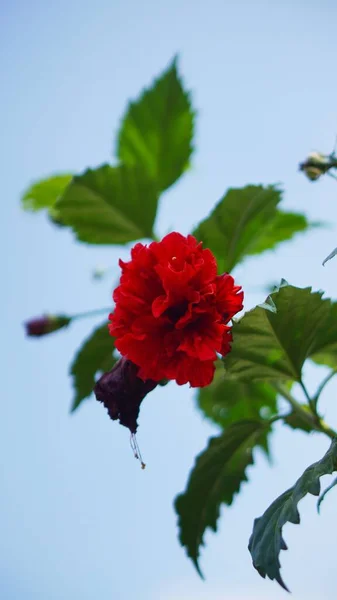 Beautiful Flower Stalks Just Bloomed Red Buds Plantation — Stock Photo, Image