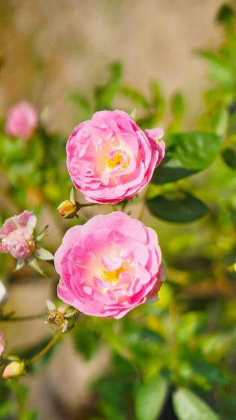 Beautiful Flower Stalks Just Bloomed Pink Buds Plantation — Stock Photo, Image