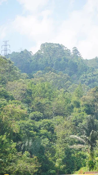  Büyük gövdesinde yeşil yosun olan onlarca yıllık büyük bir banyan ağacı.