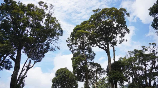 Büyük gövdesinde yeşil yosun olan onlarca yıllık büyük bir banyan ağacı.