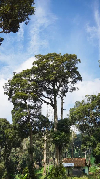  Büyük gövdesinde yeşil yosun olan onlarca yıllık büyük bir banyan ağacı.