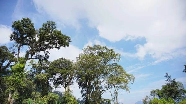  Büyük gövdesinde yeşil yosun olan onlarca yıllık büyük bir banyan ağacı.