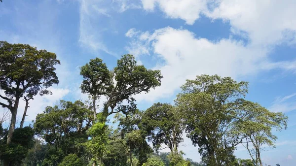 Large Banyan Tree Decades Old Green Moss Its Big Trunk — Stok fotoğraf
