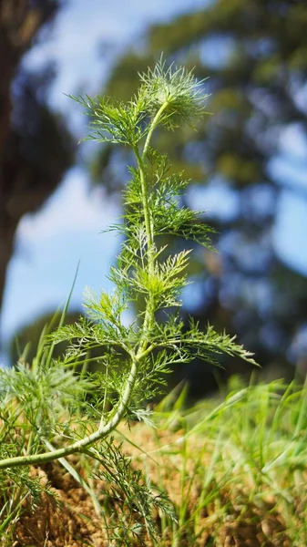 Carrot Plant Grows Leaves Green Stalks — Foto de Stock