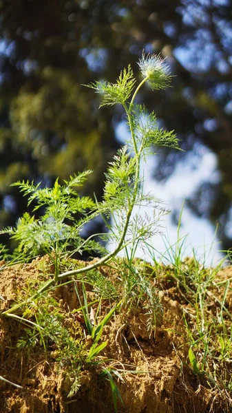 Carrot Plant Grows Leaves Green Stalks — Foto de Stock