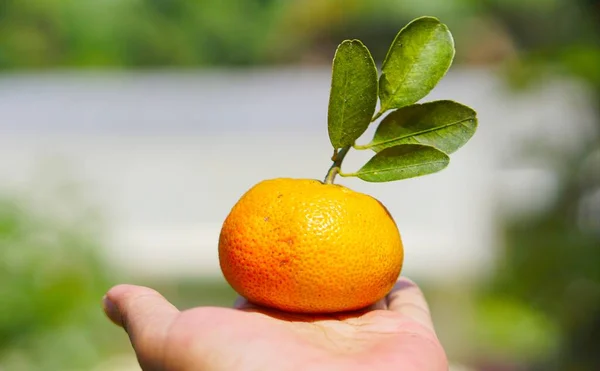 Sweet and ripe yellow orange in hand ready to be served