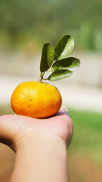 Sweet and ripe yellow orange in hand ready to be served