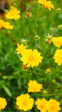 beautiful yellow flower in bloom on blur background