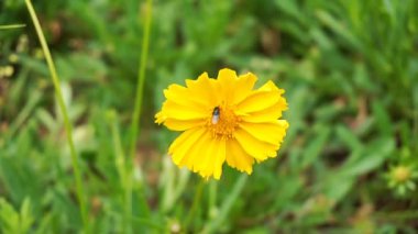 beautiful yellow flower in bloom on blur background