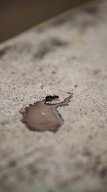 beautiful vertical video portrait big black ant drinking coffee water splattered falling on the terrace