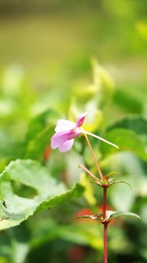 beautiful vertical video portrait of pink flowers blooming in the wind on blurred background