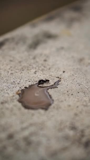 Beautiful Vertical Video Portrait Big Black Ant Drinking Coffee Water — Vídeo de stock