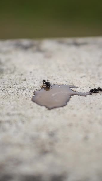 Beautiful Vertical Video Portrait Big Black Ant Drinking Coffee Water — Vídeo de stock