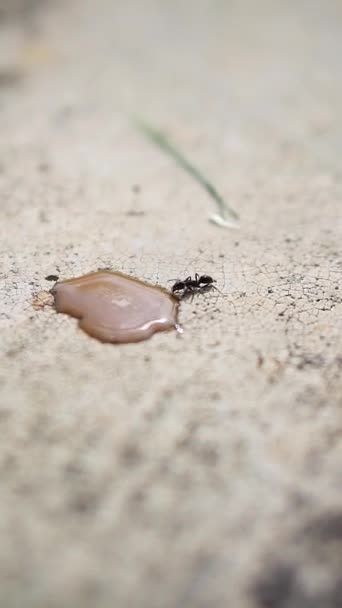 Beautiful Vertical Video Portrait Big Black Ant Drinking Coffee Water — Stock video