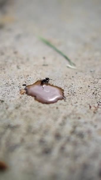 Beautiful Vertical Video Portrait Big Black Ant Drinking Coffee Water — Stock video