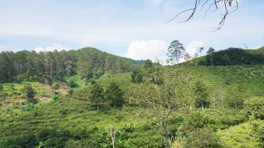 beautiful natural landscape mountains hilly nature panorama, with forest of tall green trees and green slopes under cloudy blue sky in daytime