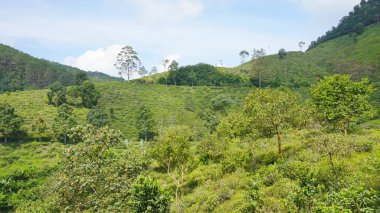 beautiful natural landscape mountains hilly nature panorama, with forest of tall green trees and green slopes under cloudy blue sky in daytime
