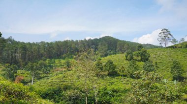 beautiful natural landscape mountains hilly nature panorama, with forest of tall green trees and green slopes under cloudy blue sky in daytime
