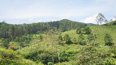 Güzel doğal manzara dağları tepe doğa manzarası, yüksek yeşil ağaçlar ve yeşil yamaçlar ile bulutlu mavi gökyüzünün altında gündüz vakti