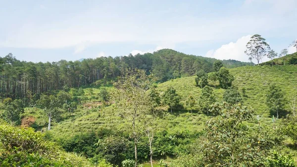 beautiful natural landscape mountains hilly nature panorama, with forest of tall green trees and green slopes under cloudy blue sky in daytime