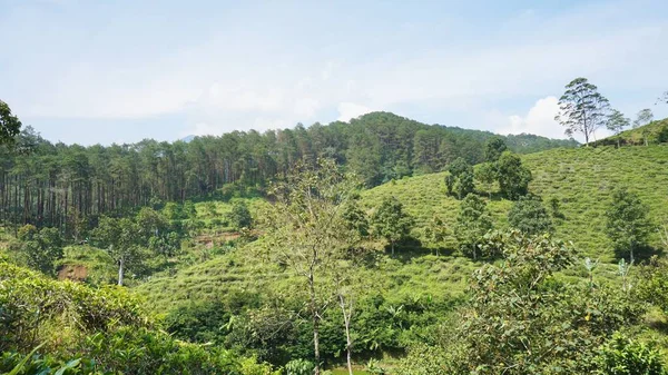Güzel doğal manzara dağları tepe doğa manzarası, yüksek yeşil ağaçlar ve yeşil yamaçlar ile bulutlu mavi gökyüzünün altında gündüz vakti