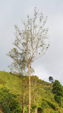 Güzel doğal manzara dağları tepe doğa manzarası, yüksek yeşil ağaçlar ve yeşil yamaçlar ile bulutlu mavi gökyüzünün altında gündüz vakti