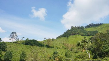 beautiful natural landscape mountains hilly nature panorama, with forest of tall green trees and green slopes under cloudy blue sky in daytime