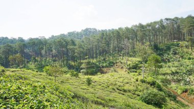 beautiful natural landscape mountains hilly nature panorama, with forest of tall green trees and green slopes under cloudy blue sky in daytime