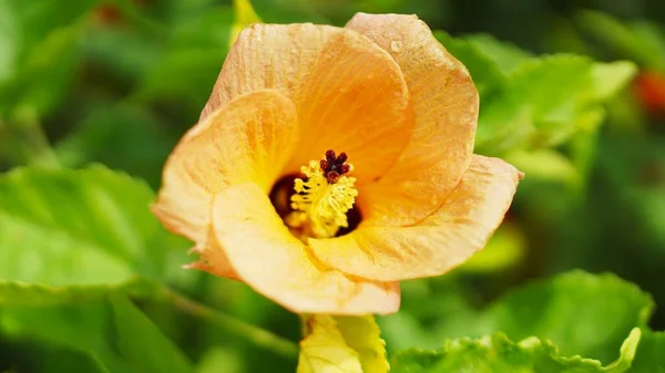 Beautiful Flower Stalks Just Bloomed Yellow Buds Plantation Garden — 스톡 사진