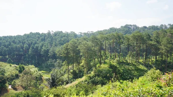 Güzel doğal manzara dağları tepe doğa manzarası, yüksek yeşil ağaçlar ve yeşil yamaçlar ile bulutlu mavi gökyüzünün altında gündüz vakti