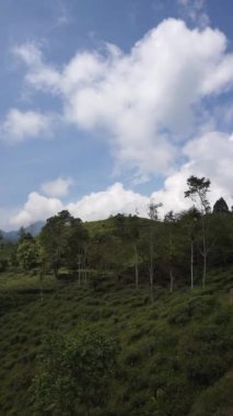 beautiful vertical video portrait beautiful mountain natural scenery hilly nature panorama, with forest of tall green trees and green slopes under cloudy blue sky in daytime